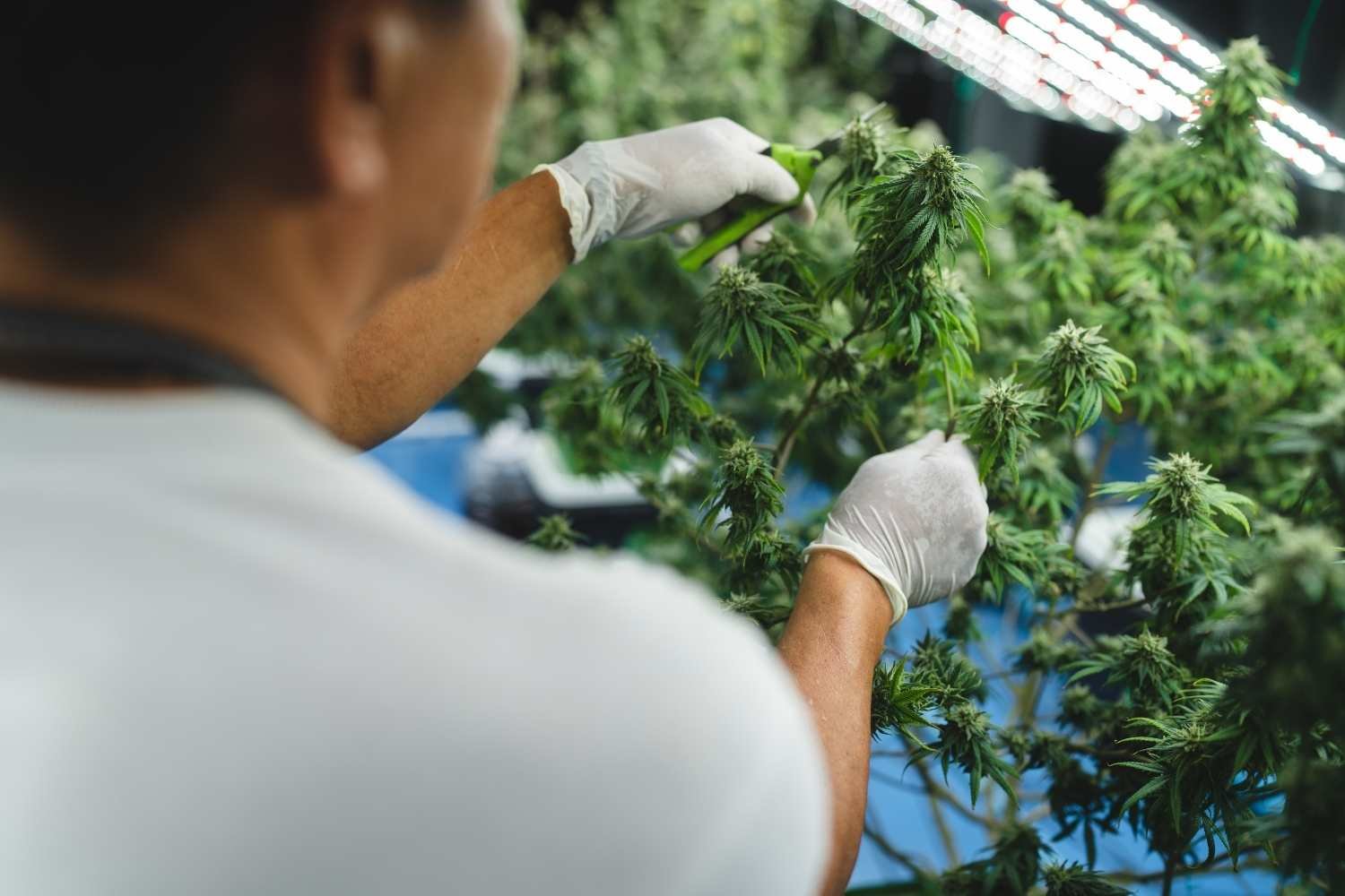 Programmatic Advertising Strategies for Promoting Cannabis Tincture Products