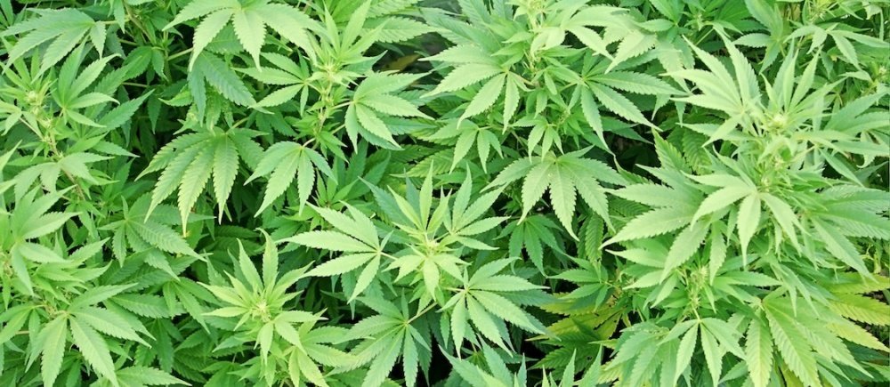 Why Product Transparency Matters in Cannabis Dispensaries